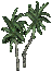 Small Palm